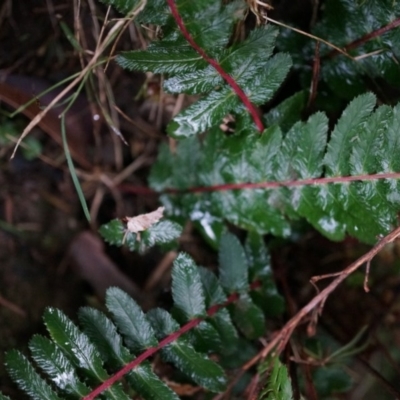 Blechnum parrisiae (Rasp Fern) at Acton, ACT - 3 May 2014 by AaronClausen