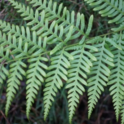 Pteris tremula (Tender Brake) at Acton, ACT - 3 May 2014 by AaronClausen