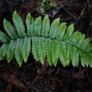 Blechnum minus at Acton, ACT - 3 May 2014