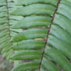 Pellaea falcata (Sickle Fern) at Acton, ACT - 3 May 2014 by AaronClausen