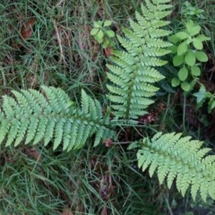 Polystichum proliferum (Mother Shield Fern) at Acton, ACT - 3 May 2014 by AaronClausen