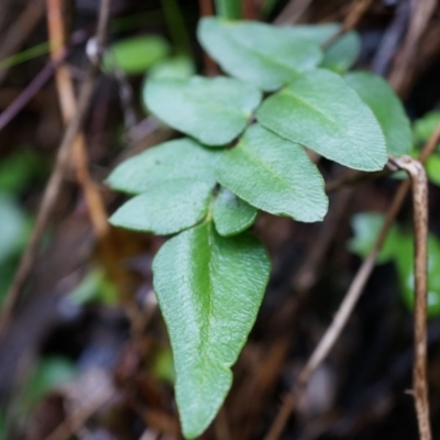 Pellaea calidirupium (Hot Rock Fern) at Acton, ACT - 3 May 2014 by AaronClausen