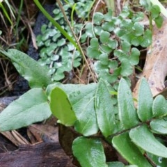 Pellaea calidirupium (Hot Rock Fern) at Acton, ACT - 3 May 2014 by AaronClausen