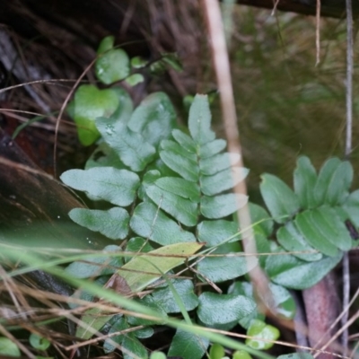 Pellaea calidirupium (Hot Rock Fern) at Acton, ACT - 3 May 2014 by AaronClausen