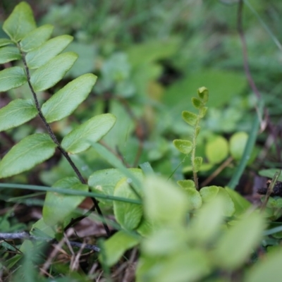 Pellaea calidirupium (Hot Rock Fern) at Acton, ACT - 3 May 2014 by AaronClausen