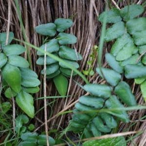 Pellaea calidirupium at Acton, ACT - 3 May 2014