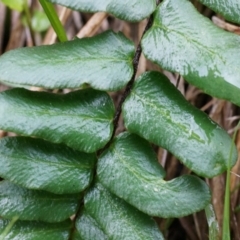 Pellaea calidirupium at Acton, ACT - 3 May 2014