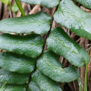 Pellaea calidirupium at Acton, ACT - 3 May 2014