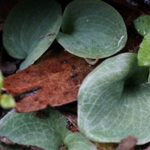 Cyrtostylis reniformis at suppressed - 3 May 2014