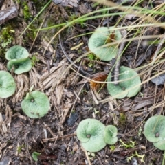 Cyrtostylis reniformis at suppressed - 3 May 2014