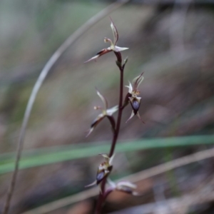 Acianthus exsertus at Acton, ACT - suppressed