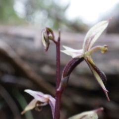 Acianthus exsertus at Acton, ACT - 3 May 2014