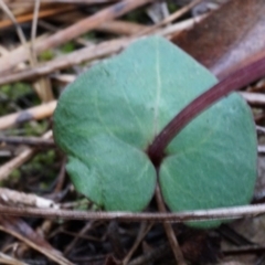 Acianthus exsertus at Acton, ACT - suppressed