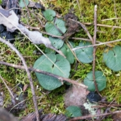 Acianthus exsertus at Acton, ACT - suppressed