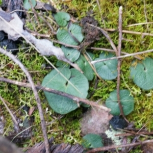 Acianthus exsertus at Acton, ACT - suppressed