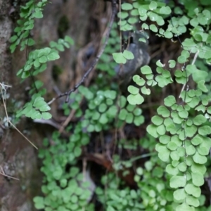 Adiantum aethiopicum at Acton, ACT - suppressed