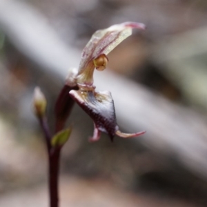 Acianthus exsertus at Acton, ACT - suppressed