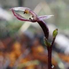 Acianthus exsertus at Acton, ACT - suppressed