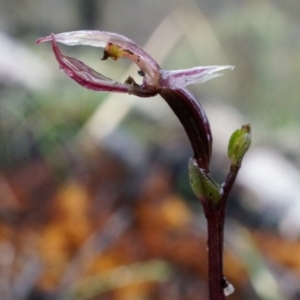 Acianthus exsertus at Acton, ACT - suppressed