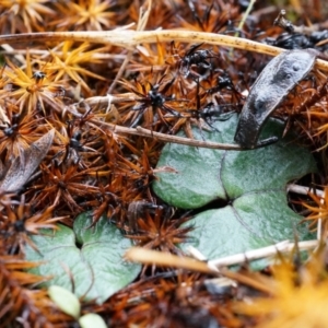 Acianthus exsertus at Acton, ACT - suppressed