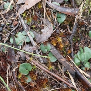 Acianthus exsertus at Acton, ACT - suppressed