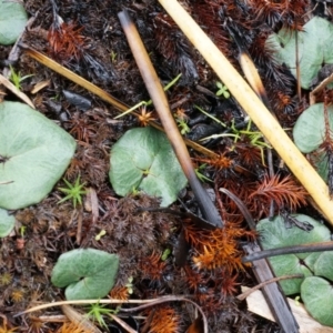 Acianthus exsertus at Acton, ACT - suppressed