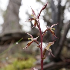 Acianthus exsertus (Large Mosquito Orchid) at Acton, ACT - 3 May 2014 by AaronClausen