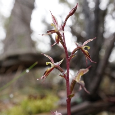 Acianthus exsertus (Large Mosquito Orchid) at Acton, ACT - 3 May 2014 by AaronClausen