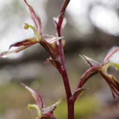 Acianthus exsertus at Acton, ACT - suppressed