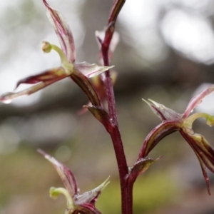 Acianthus exsertus at Acton, ACT - suppressed