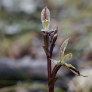 Acianthus exsertus at Acton, ACT - 3 May 2014