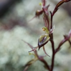 Acianthus exsertus at Acton, ACT - suppressed