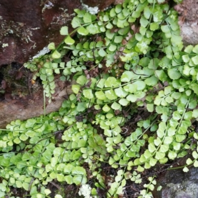 Asplenium flabellifolium (Necklace Fern) at Acton, ACT - 3 May 2014 by AaronClausen