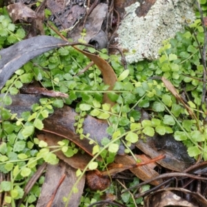 Asplenium flabellifolium at Acton, ACT - 3 May 2014 02:55 PM