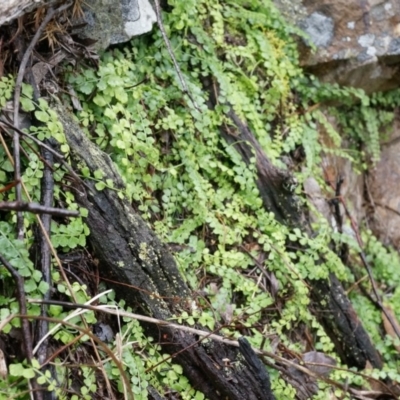 Asplenium flabellifolium (Necklace Fern) at Acton, ACT - 3 May 2014 by AaronClausen