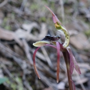 Chiloglottis seminuda at suppressed - suppressed