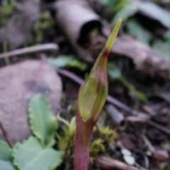 Chiloglottis seminuda at suppressed - suppressed