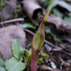 Chiloglottis seminuda at suppressed - 4 May 2014