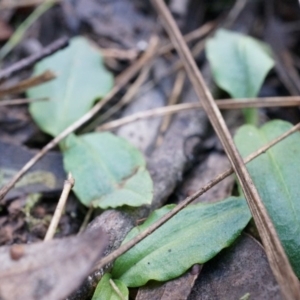 Chiloglottis reflexa at Acton, ACT - 4 May 2014