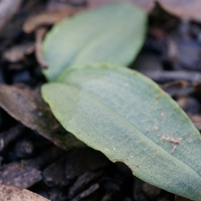 Chiloglottis reflexa (Short-clubbed Wasp Orchid) at Acton, ACT - 4 May 2014 by AaronClausen