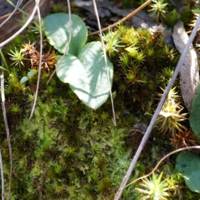 Chiloglottis reflexa (Short-clubbed Wasp Orchid) at Acton, ACT - 4 May 2014 by AaronClausen