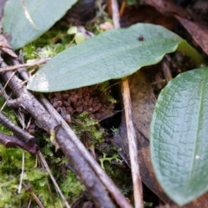 Chiloglottis reflexa at Acton, ACT - suppressed