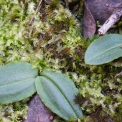 Chiloglottis reflexa (Short-clubbed Wasp Orchid) at Acton, ACT - 4 May 2014 by AaronClausen