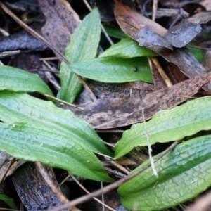 Chiloglottis reflexa at Acton, ACT - 4 May 2014