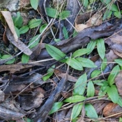 Chiloglottis reflexa (Short-clubbed Wasp Orchid) at ANBG South Annex - 4 May 2014 by AaronClausen