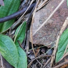 Chiloglottis reflexa (Short-clubbed Wasp Orchid) at ANBG South Annex - 4 May 2014 by AaronClausen