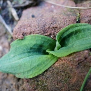 Chiloglottis reflexa at Acton, ACT - 4 May 2014