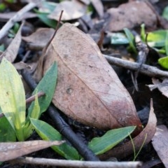 Chiloglottis reflexa (Short-clubbed Wasp Orchid) at ANBG South Annex - 4 May 2014 by AaronClausen