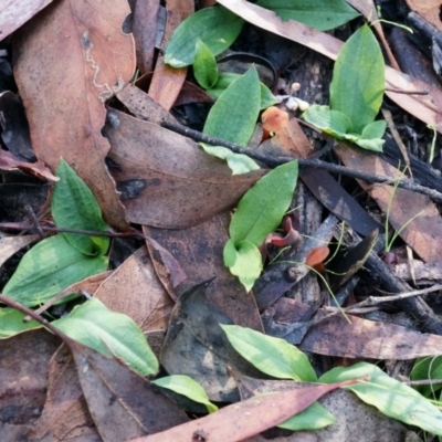 Chiloglottis reflexa (Short-clubbed Wasp Orchid) at ANBG South Annex - 4 May 2014 by AaronClausen