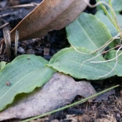 Chiloglottis reflexa (Short-clubbed Wasp Orchid) at Acton, ACT - 4 May 2014 by AaronClausen